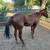 Filly 2 thumbnail