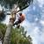🌳 EVERARDO’S TREE SERVICE – PROFESSIONAL TREE CARE – FULLY INSURED 🌳 1 thumbnail