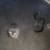 Beautiful kittens 2 thumbnail