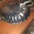 Sheffield Silver Clam Shell Serving Dish 1 thumbnail