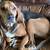 Red bone coonhound 1 thumbnail