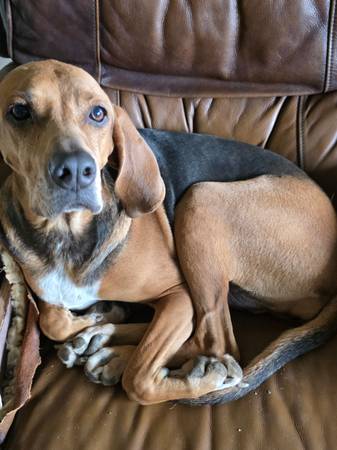 Red bone coonhound 1