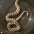 Hognose Snake 1 thumbnail
