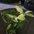 Marble Queen Pothos plant 1 thumbnail