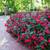 Knock-out Roses plants 2 thumbnail