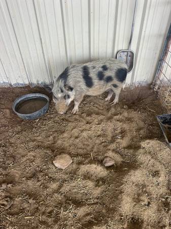 Pig 1