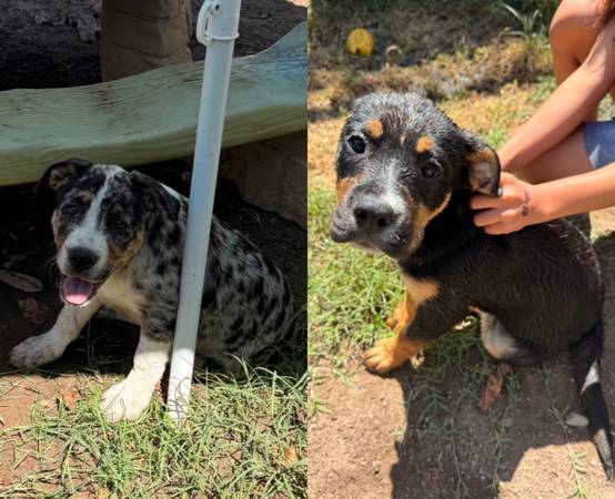 Two female puppies need home asap 1