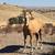 Gorgeous palomino yearling mustang filly!!! 16 thumbnail