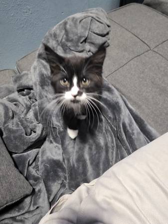 Kitten (Los Ángeles)63829610154497120