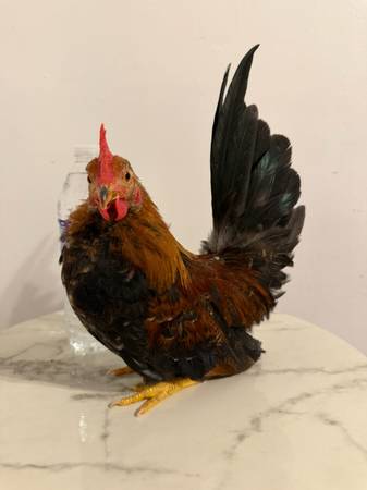 Bantam Seramas 1