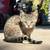 Stray cat colony needs help and homes 3 thumbnail
