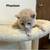Fall Kittens 5 thumbnail