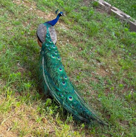 Peacocks 1