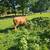 Sim-angus bull 3 thumbnail