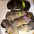 ENGLISH MASTIFFS 1 thumbnail