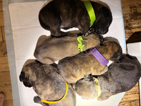 ENGLISH MASTIFFS 1