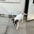 Frenchie/bully puppy 3 thumbnail