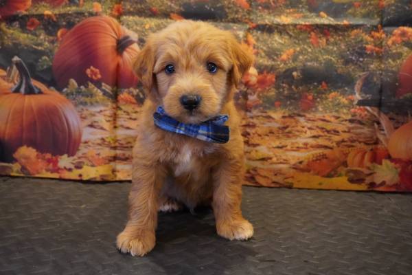 Machos golden retriever (porter)63859314230401121