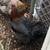 French Black Copper Marans chicks chick 3 thumbnail