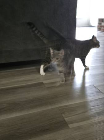 FREE MALE CAT & KITTEN (Mount Vernon)63845330827267122