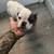 Rehoming 4 Frenchie puppies all girls 3 thumbnail