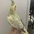 Baby Cockatiel 2 thumbnail