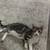 Kitten needs home 7 thumbnail