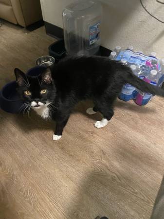 Tuxedo Cat Rehome (Durham)63980297273602120