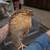 Coturnix Roos 10 thumbnail