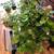 20+ PLANT SALE UNTIL GONE 7AM-7PM ALL MUST GO! 5 thumbnail