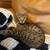 Exotic Savannah cat 16 thumbnail