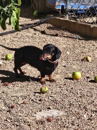 Gratis para buen hogar, pequeña tarifa de rehoming (Cedar City)63945150704898124