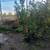 Fruit trees 7gal 5-6' tall all will fruit next season 8 thumbnail