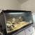 Ball python 3 thumbnail
