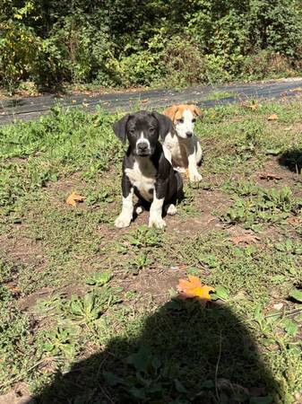 10 week old pitbull Dalmatian puppies (Auburn)63995733574274123