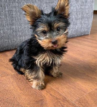 FriendlyYorkie puppy happy 1