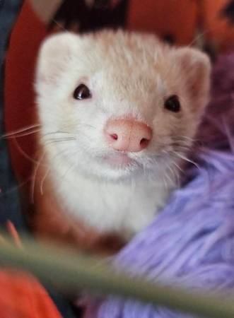Ferret63881505843969120
