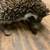 Healthy Baby Hedghogs 2 thumbnail