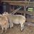 Katahdin ram 4 thumbnail