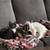 Need to rehome my cats 1 thumbnail
