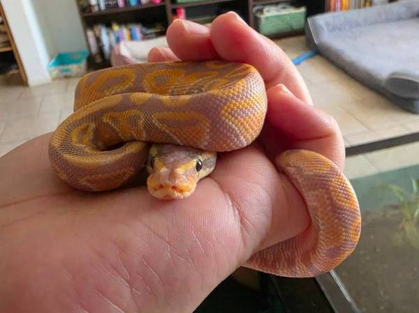 Male Ball python 1