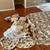 Bed comforter with throw pillows 2 thumbnail