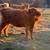 Scottish highland cattle 18 thumbnail