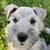Miniature Schnauzer 2 thumbnail