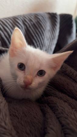 Rehoming baby cat (Copperas cove)63839345193731124