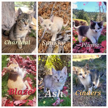 ? sweet Kittens looking for loving homes (Beaver)64020420708481120