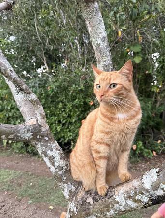 Lost Cat538429838979256321