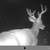 Bow hunting 23 thumbnail