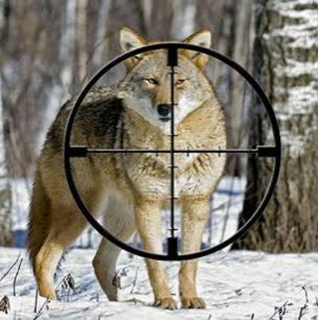 Coyote control 1