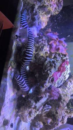 Zebra eel - $75 (Kempsville Virginia Beach)63882831560963123